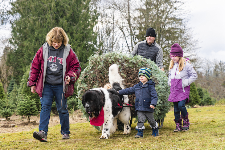 Newfoundland helps carry Christmas Tree with family