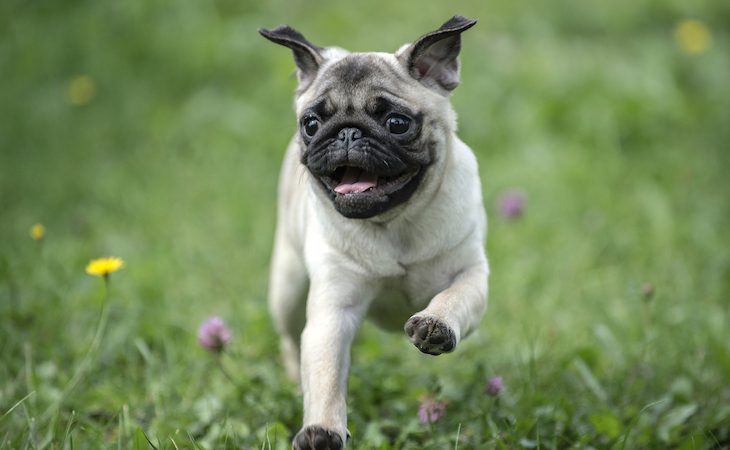 top small dog breeds
