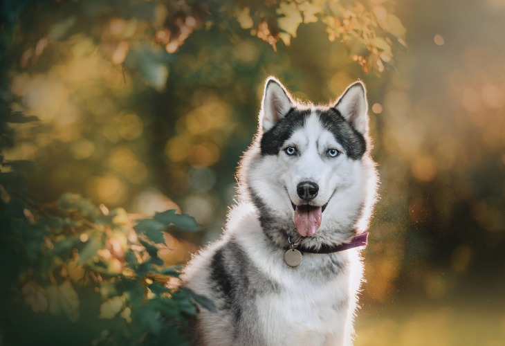 are siberian huskies affectionate