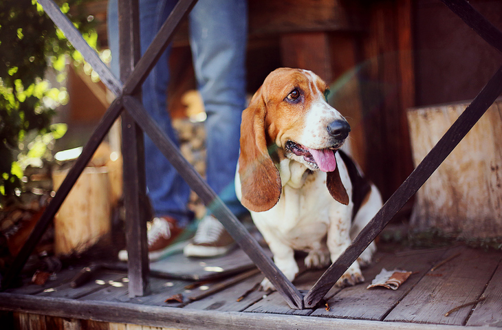 how to train a basset hound to track