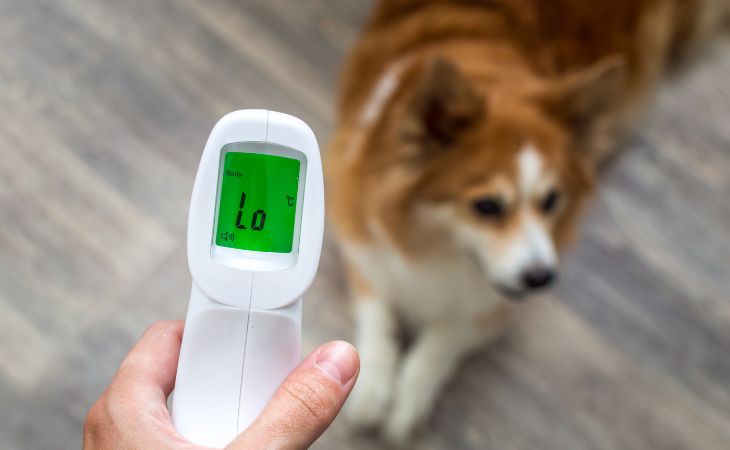 dog take temperature infrared thermometer