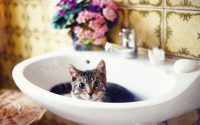 cat shampoo sink bath