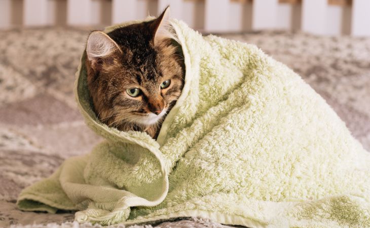 cat shampoo towel bath