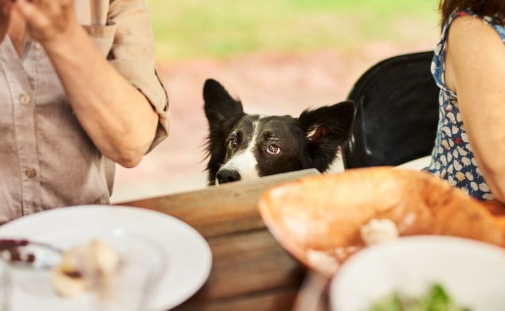dog wait at table for table scraps