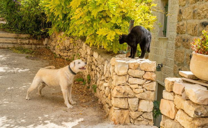 Cat aggressive with dog stare