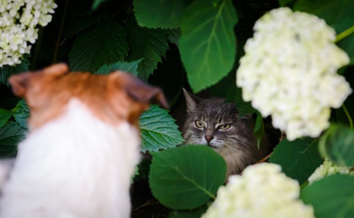 Cat aggressive with dog