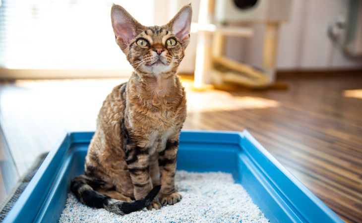 cat learn use litter box