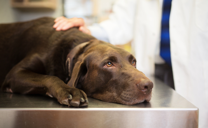 dog diarrhea vet clinic