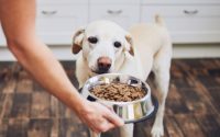 Dog not want food lose appetite lost