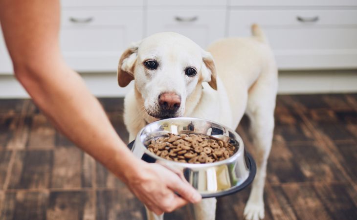 Dog not want food lose appetite lost