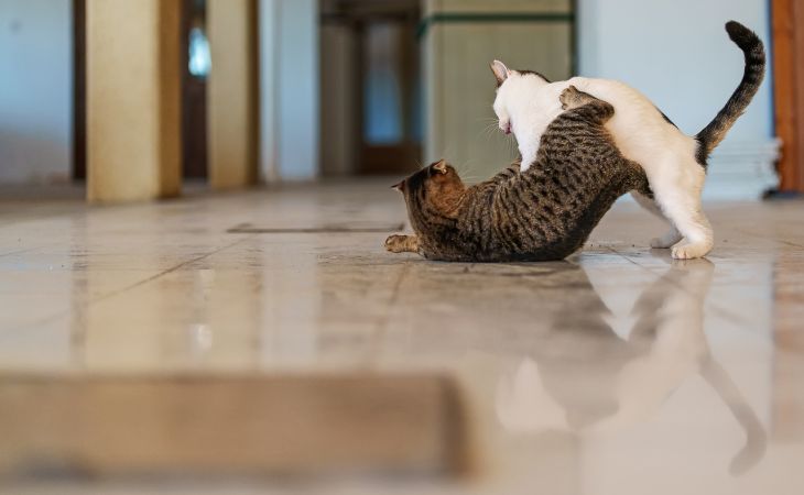 Male female cat conflict fight