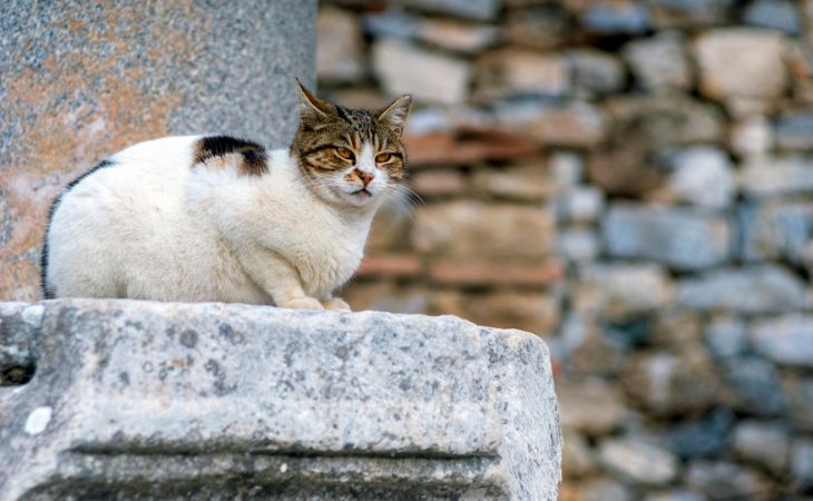 Moggy alley cat sit