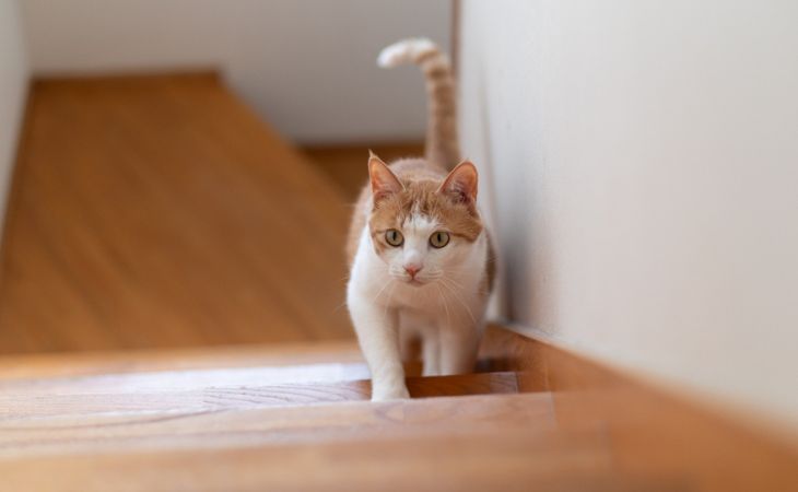 Moggy alley cat stairs