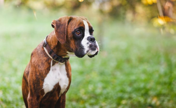 boxer dog breed outside face