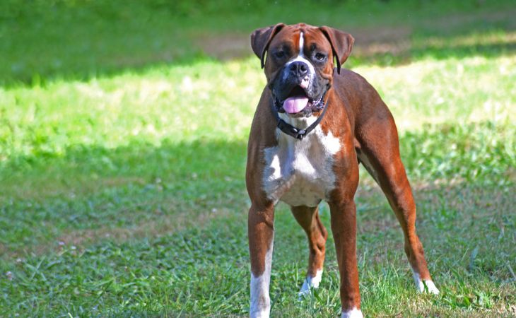 boxer dog breed stand outside