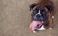 boxer dog breed tongue out