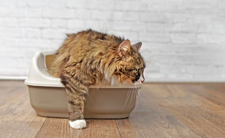 cat diarrhea leave litter box