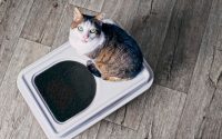 cat diarrhea litter box