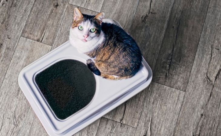 cat diarrhea litter box