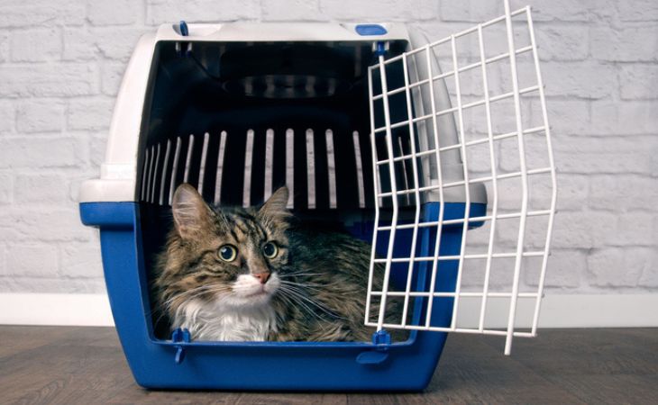 cat inside carrier door open