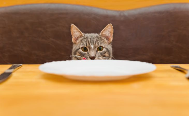 cat table scraps leftovers food stare