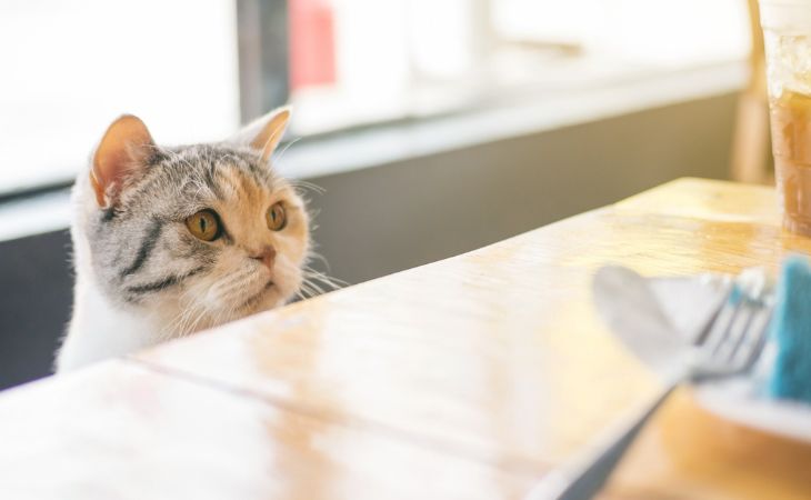 cat table scraps leftovers food wait