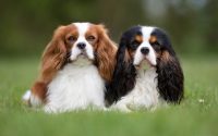 cavalier king charles spaniel dog breed