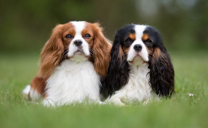 cavalier king charles spaniel dog breed