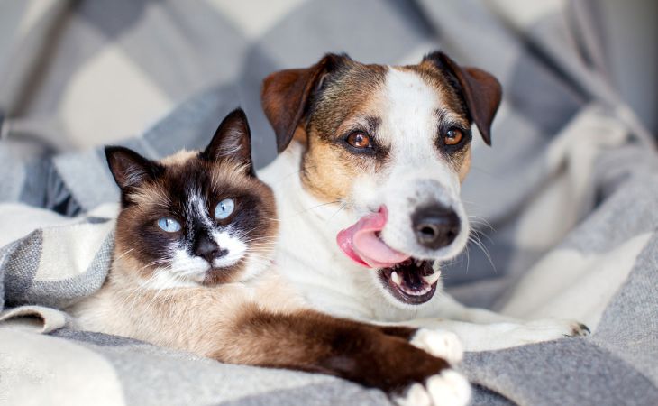 cohabitation dog adult cat indoors