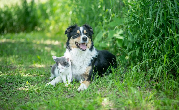 cohabitation dog adult cat outside