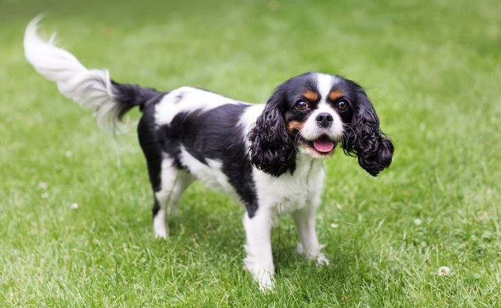 dog breed cavalier king charles spaniel