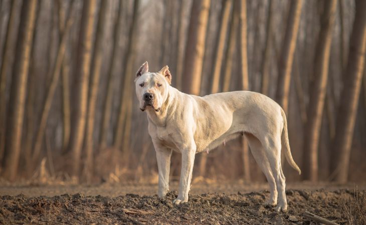 dog breed dogo argentino face forward