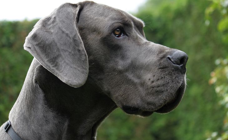 dog breed great dane profile