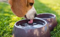 dog drink water from bowl outside