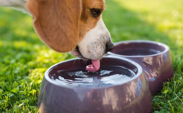 dog drink water from bowl outside