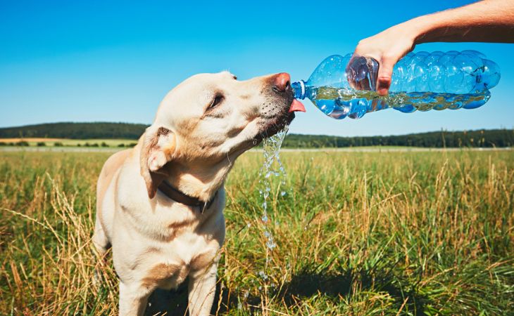 dog drink water from water bottle outside