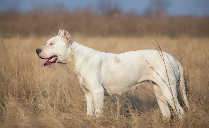 dogo argentino dog breed profile