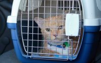 ginger cat inside cat carrier