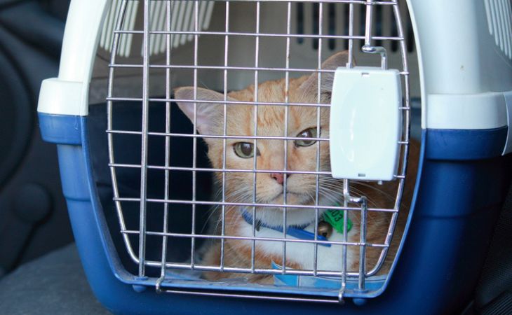 ginger cat inside cat carrier