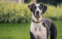 great dane dog breed stare straight