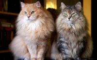 siberian cat breed different coat colors