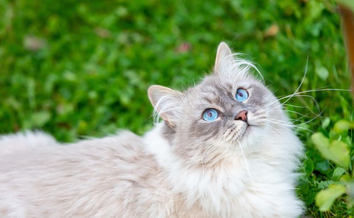 siberian cat breed neva masquerade