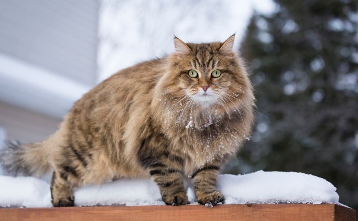 siberian cat breed snow