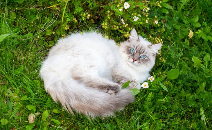 siberian neva masquerade cat breed