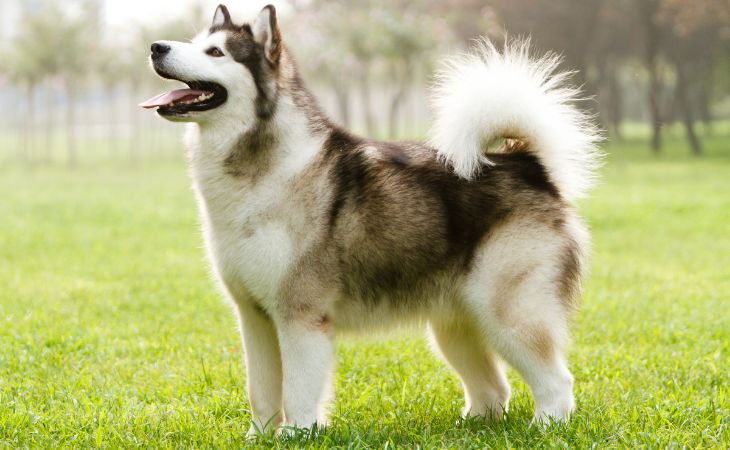 breed dog alaskan malamute outside grass