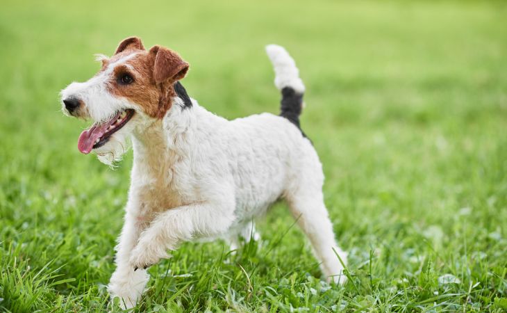 breed dog fox terrier