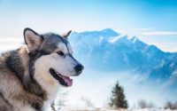 dog breed alaskan malamute profile mountains