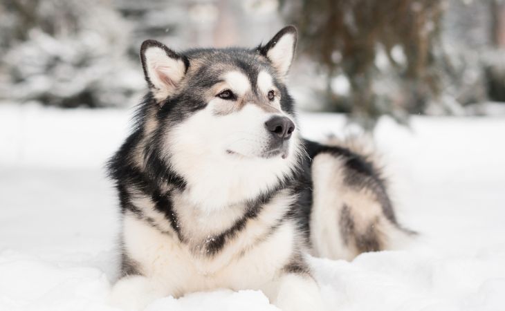 dog breed alaskan malamute sit snow