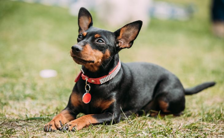 dog breed miniature pinscher color