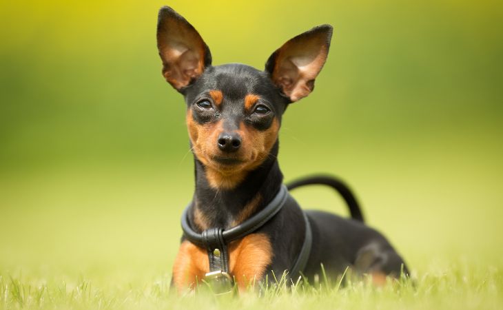 dog breed miniature pinscher nature